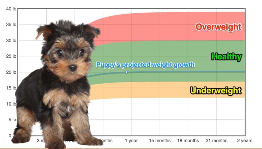 22+ yorkie weight chart calculator BrookLalayne